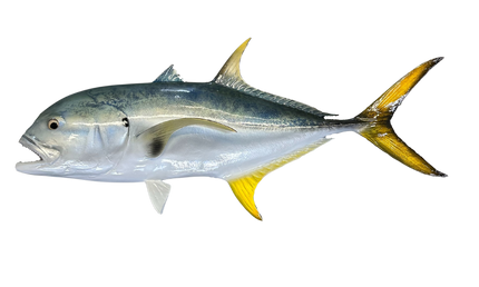 26-inch jack crevalle
