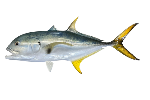 26-inch jack crevalle
