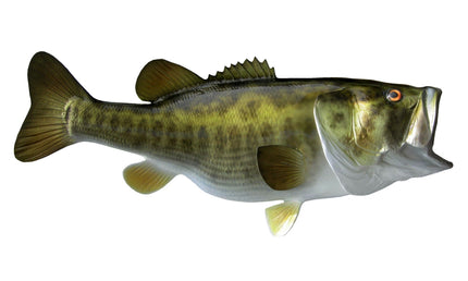 26-INCH LARGEMOUTH BASS, HALF-SIDED