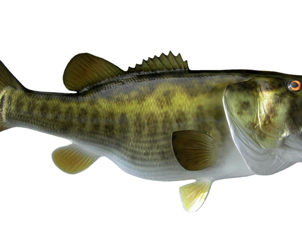26-INCH LARGEMOUTH BASS, HALF-SIDED