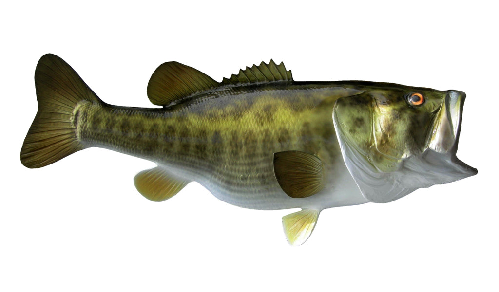 26-INCH LARGEMOUTH BASS, HALF-SIDED 26-INCH LARGEMOUTH BASS, HALF-SIDED