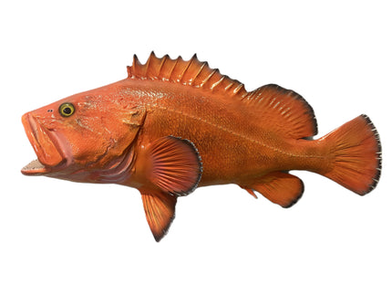 26-INCH ROCKFISH (YELLOWEYE)