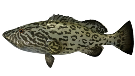 26-INCH GAG GROUPER