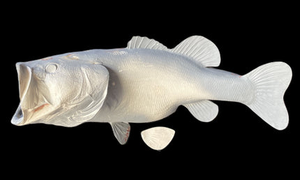 12-POUND LARGEMOUTH BASS BLANK, STANDARD