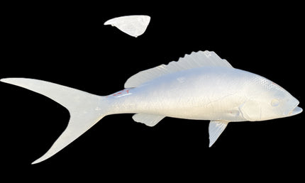 27-INCH YELLOWTAIL SNAPPER BLANK, STANDARD