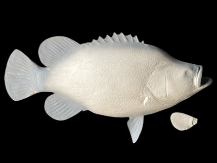 28-INCH TRIPLETAIL BLANK, STANDARD