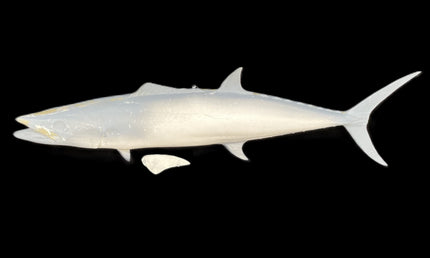 28-INCH CERO MACKEREL BLANK, STANDARD