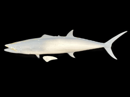 28-INCH SPANISH MACKEREL BLANK, STANDARD