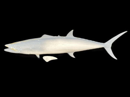 28-INCH SPANISH MACKEREL BLANK, STANDARD
