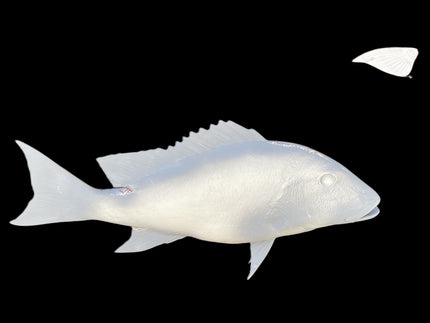 28-INCH MUTTON SNAPPER BLANK, STANDARD