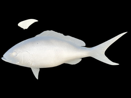 28-INCH YELLOWTAIL SNAPPER BLANK, STANDARD