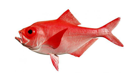 28-INCH ALFONSINO