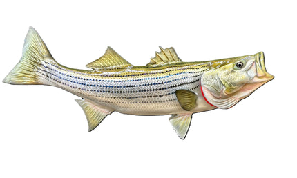 28-INCH STRIPED BASS (R)