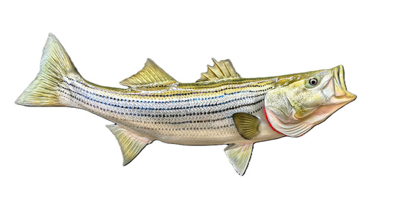 28-INCH STRIPED BASS (R)