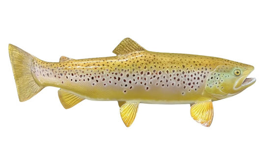 28-INCH BROWN TROUT (R) (F)
