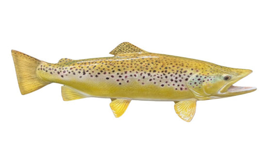 28-INCH BROWN TROUT (R)