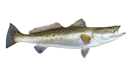 28-INCH SEATROUT