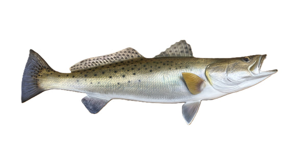 28-INCH SEATROUT
