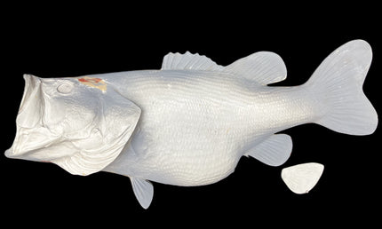 16-POUND LARGEMOUTH BASS BLANK, STANDARD