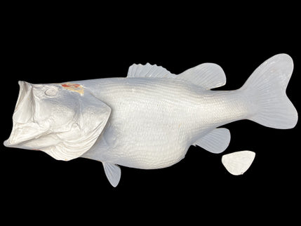 16-POUND LARGEMOUTH BASS BLANK, STANDARD