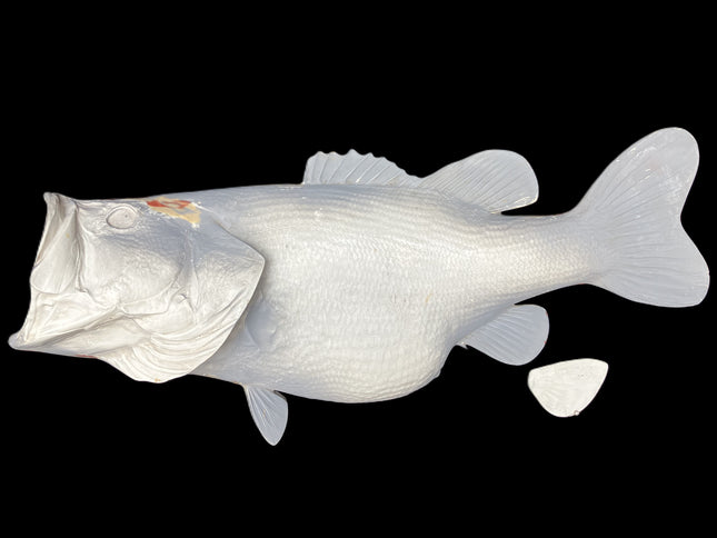 16-Pound Largemouth Bass Blank Fish Mount, Standard King