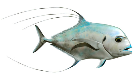 29-INCH AFRICAN POMPANO