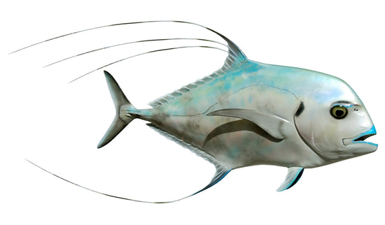 29-INCH AFRICAN POMPANO