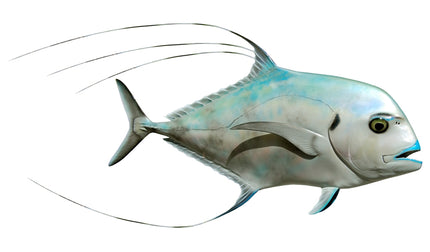 29-INCH AFRICAN POMPANO