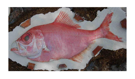 29-INCH ALFONSINO