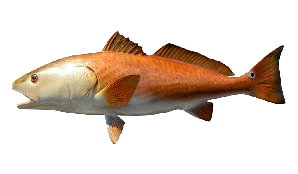 29 Inch Redfish 29-Inch Redfish, Half-Sided Fish Mount | King Sailfish Mounts