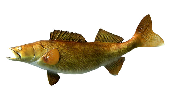 29-INCH WALLEYE, HALF-SIDED