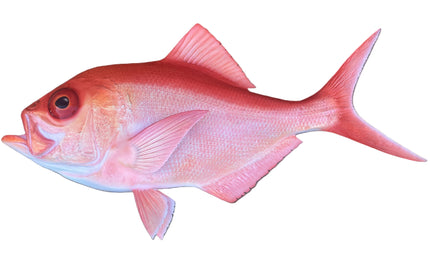 29-INCH ALFONSINO