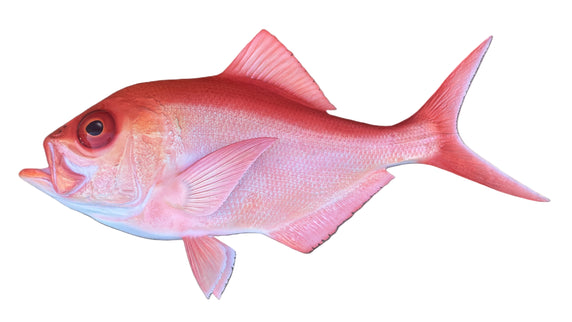 29-INCH ALFONSINO