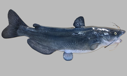 29-INCH BLUE CATFISH