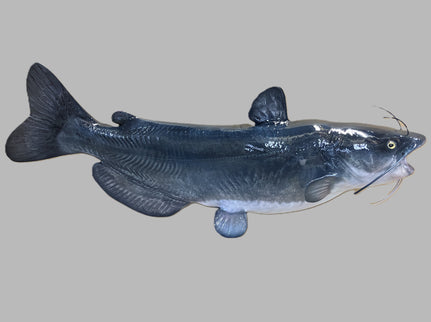 29-INCH BLUE CATFISH