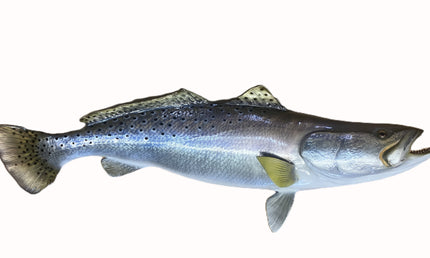 29-INCH SEATROUT