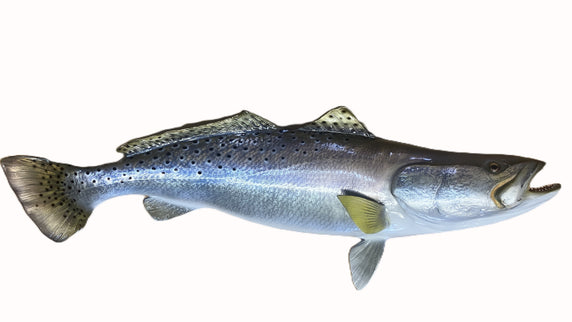 29-INCH SEATROUT