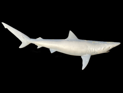 30-INCH BLACKTIP SHARK BLANK, STANDARD