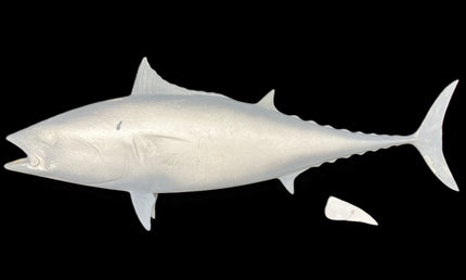 30-INCH BONITO BLANK, STANDARD