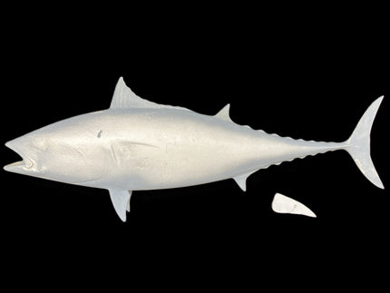 30-INCH BONITO BLANK, STANDARD