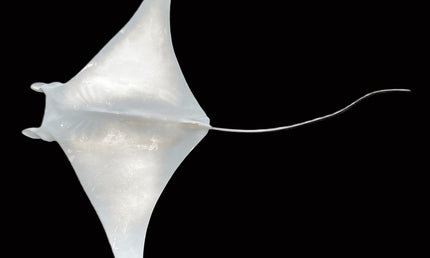 30-INCH MANTA RAY BLANK, STANDARD
