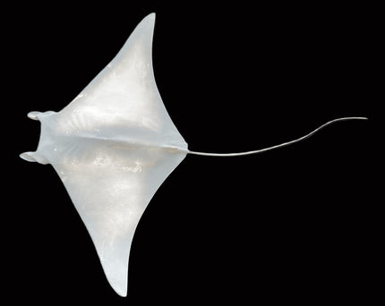 30-INCH MANTA RAY BLANK, STANDARD