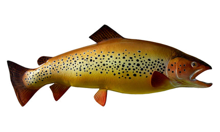 30-INCH BROWN TROUT, HALF-SIDED
