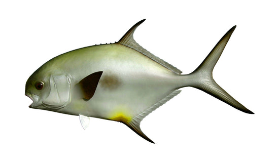 30-INCH PERMIT, HALF-SIDED