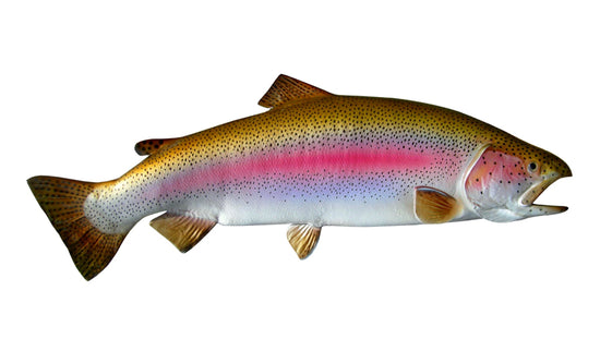 30-INCH RAINBOW TROUT, HALF-SIDED