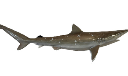 30-INCH BLACKTIP SHARK