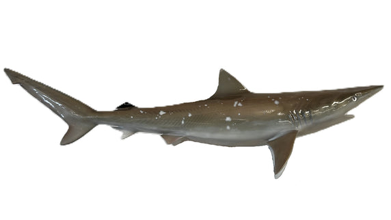 30-INCH BLACKTIP SHARK