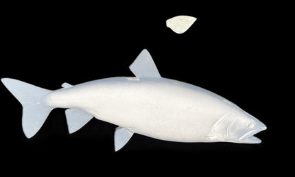30-INCH LAKE TROUT BLANK, STANDARD