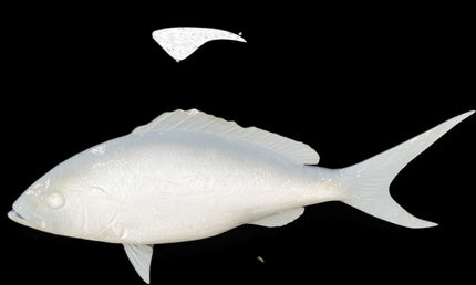 30-INCH YELLOWTAIL SNAPPER BLANK, STANDARD