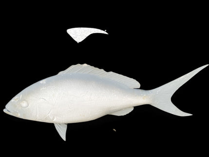 30-INCH YELLOWTAIL SNAPPER BLANK, STANDARD